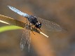 Crocothemis nigrifrons male-1561